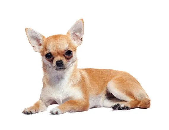 Chihuahua Breed Jewelry Heart Pendant